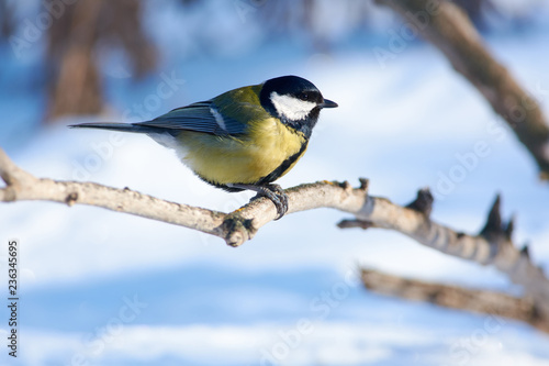 Great tit sits on a dry branch with sunflower seeds in its paws. © ihelg