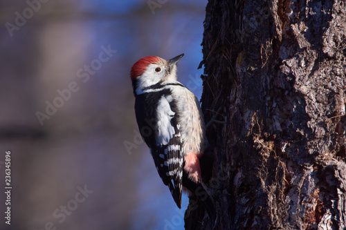 Middle spotted woodpecke sits on a larch trunk in a forest park in the morning. photo