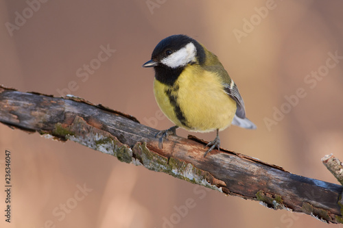 Great tit sits on a branch very close in a forest park in early spring.