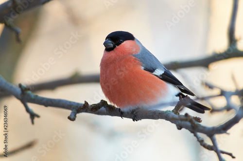 Fototapet Eurasian bullfinch sits on a branch of a wild apple in a forest park on a cloudy day