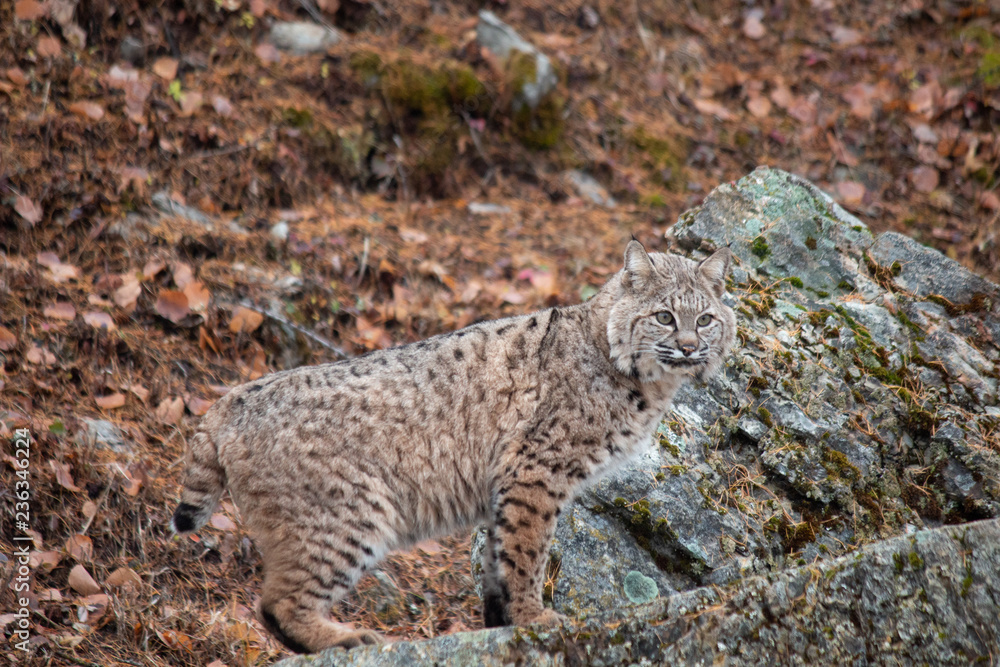 Fototapeta premium Siberian Lynx Kitten