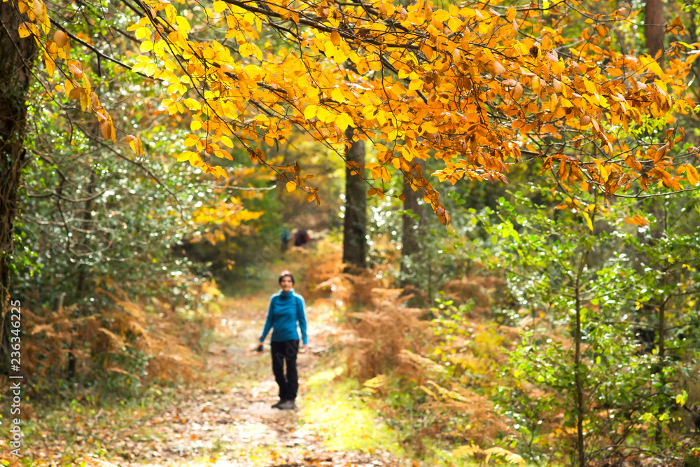 hiking  trekking with backpacks in autumn forest with woman unfocused