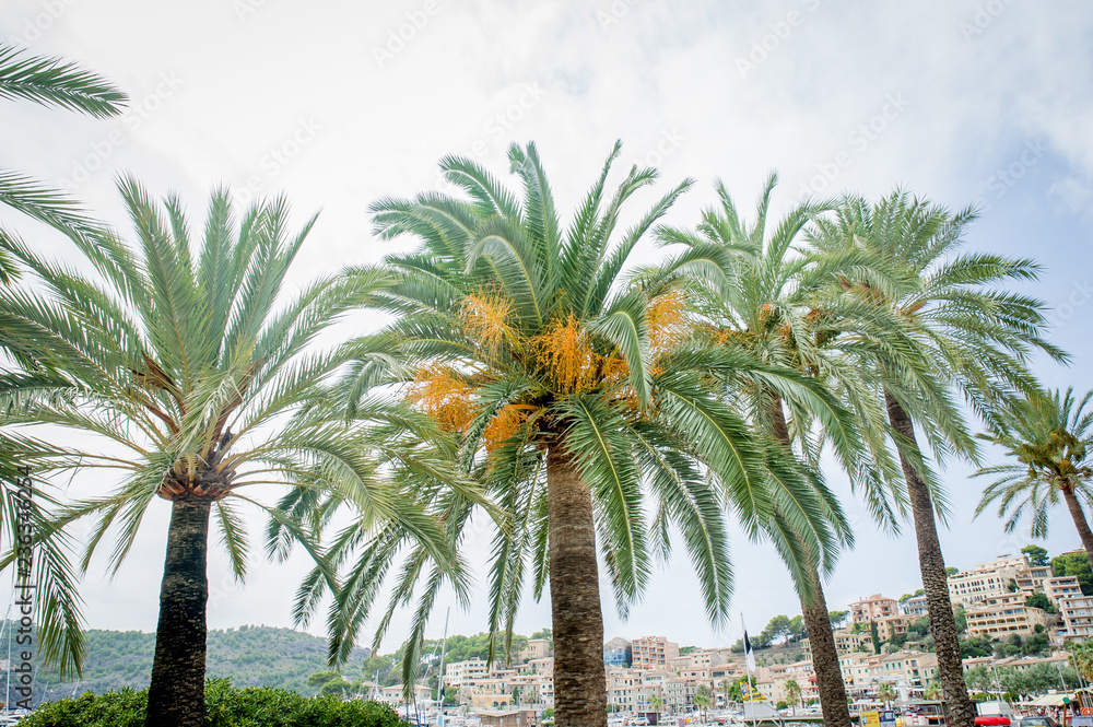Obraz premium palma