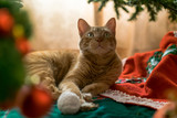 navidad felina bajo el árbol 8