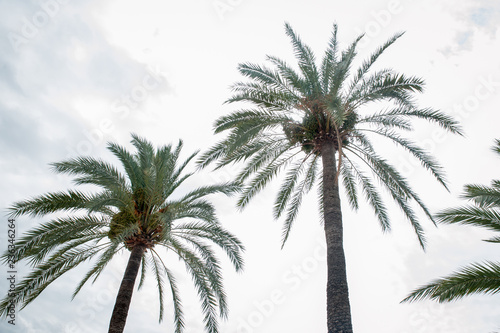 Fototapeta Naklejka Na Ścianę i Meble -  palmy