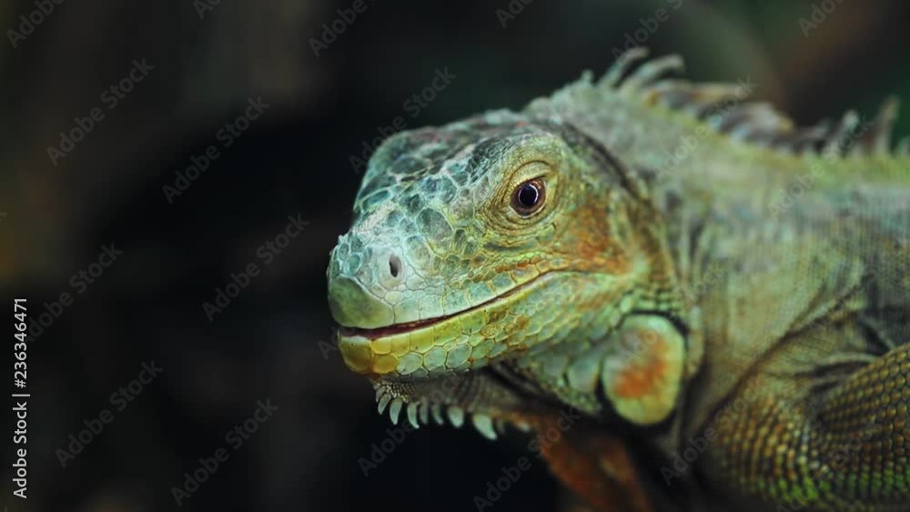Iguana Close-up portrait of a resting vibrant Lizard Iguana Close-up portrait of a resting vibrant Lizard