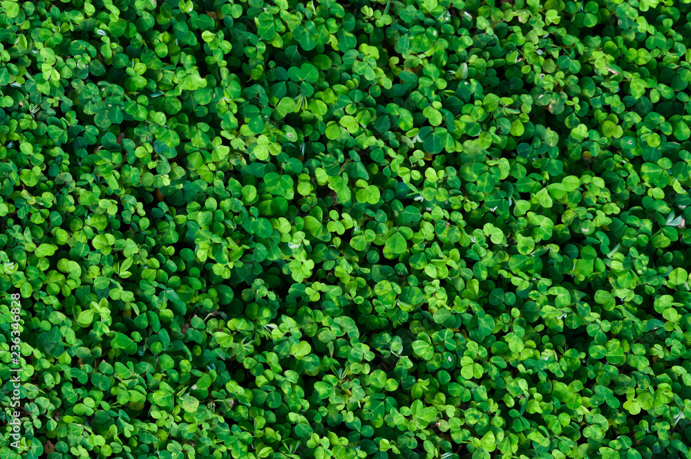 Forest grass with small rounded green leaves.