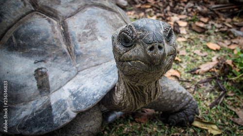 Seychellen Derpy Schildkröte © Cans Travel+Nature