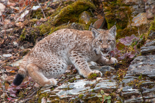 Siberian Lynx Kitten