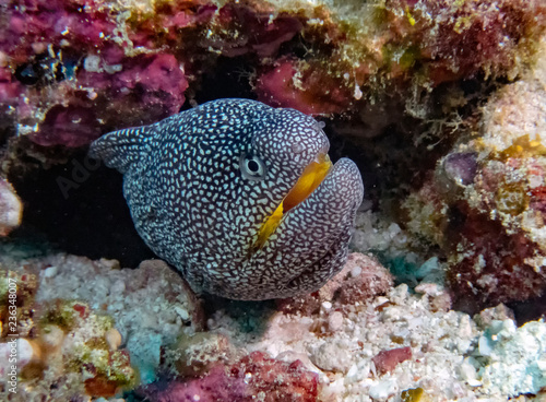 Yellowmouth Moray (Gymnothorax nudivomer) in the Indian Ocean