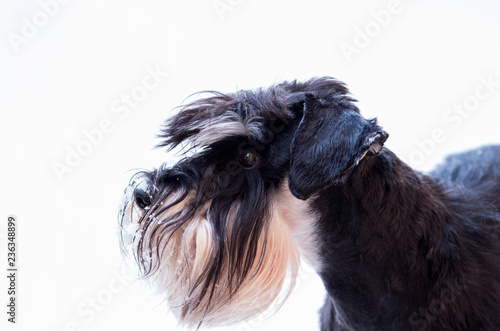 Dog with snow on beard