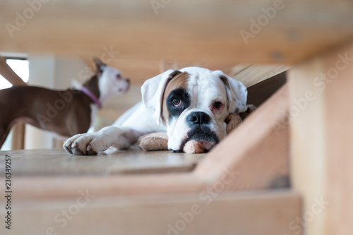 Portrait of boxer dog on floor