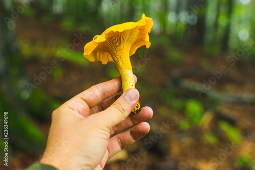 Humans hand holding yellow chanterelle mushroom