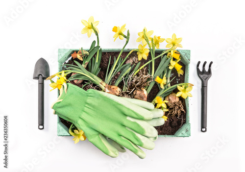 Fototapeta Naklejka Na Ścianę i Meble -  Narcissus flower in a pot isolated on white background with garden tools