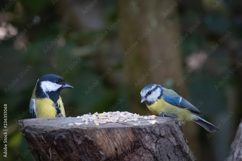 Naklejka premium blue tit and great tit on tree stump