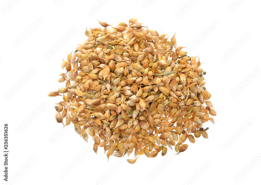 Trigonella caerulea or blue fenugreek. Seed isolated on white background. Trigonella caerulea or blue fenugreek. Seed isolated on white background.