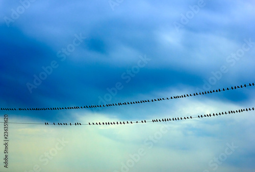 Flock of birds sitting on electric wire on the background of beautiful sky just after the rain, watercolor effect, abstract picture