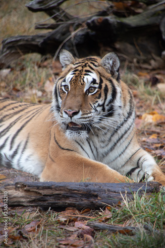 Siberian Tiger in the Fall