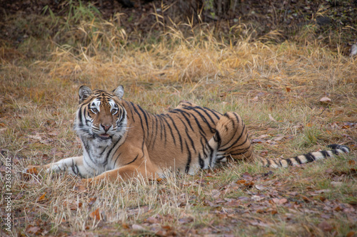 Siberian Tiger in the Fall