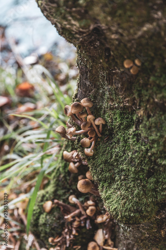 Mushrooms and moss covering a tree bank