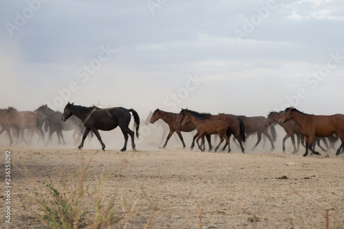 Fototapeta Naklejka Na Ścianę i Meble -  a plain with beautiful horses in sunny summer day in Turkey. Herd of thoroughbred horses. Horse herd run fast in desert dust against dramatic sunset sky. wild horses 