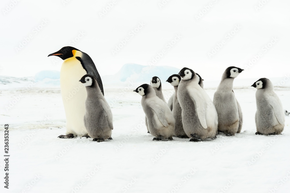 Obraz premium Emperor Penguin with chicks