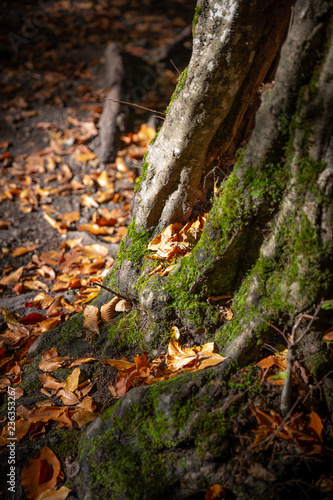 Fallen leaves and moss on a tree. 