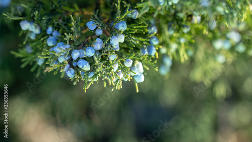 Εκτύπωση καμβά Beautiful bush of a juniper with berries