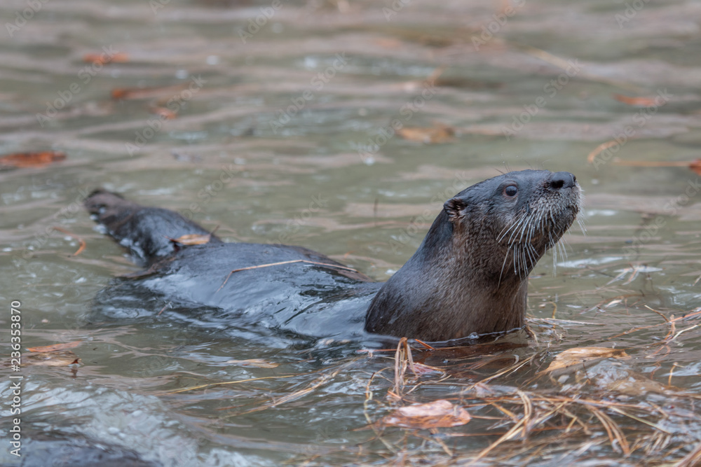 Fototapeta premium River Otter at Play