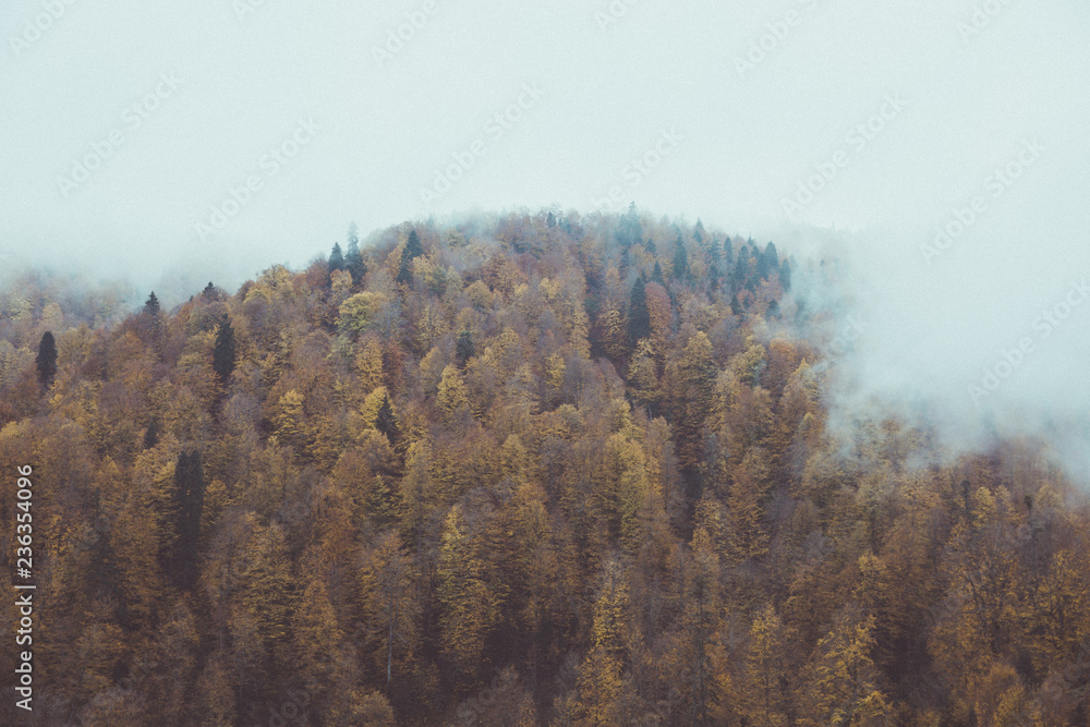 Fog over the autumn trees. Autumn scene in countryside. Fog over the autumn trees. Autumn scene in countryside.