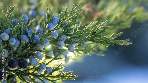 Beautiful bush of a juniper with berries