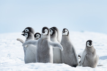 Emperor Penguins chiks