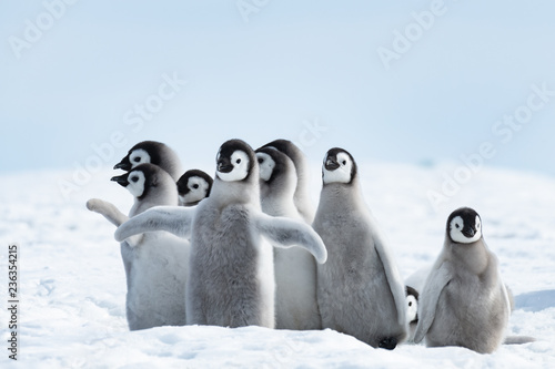 Canvas Print Emperor Penguins chiks