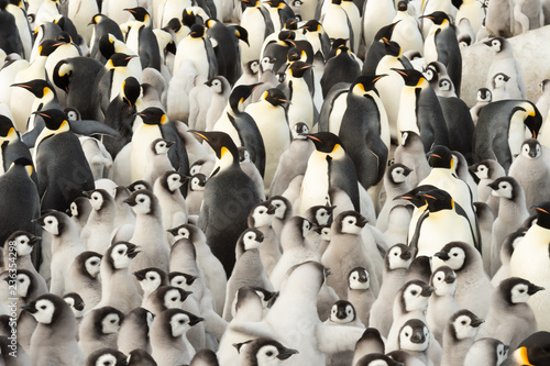 Fototapeta Emperor Penguin colony at snow hil