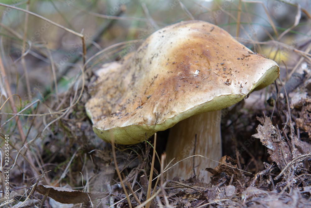 Fototapeta premium Autumn mushrooms