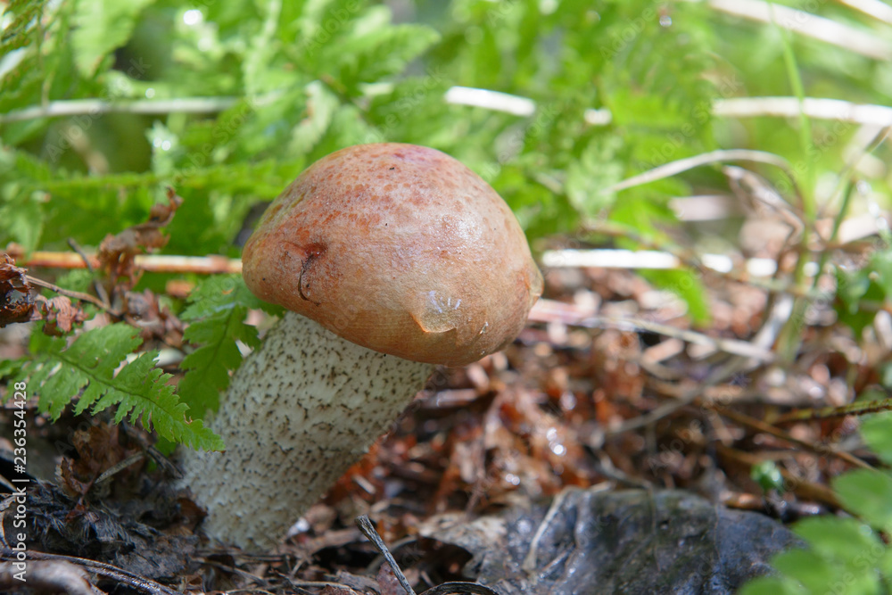 Autumn mushrooms Autumn mushrooms