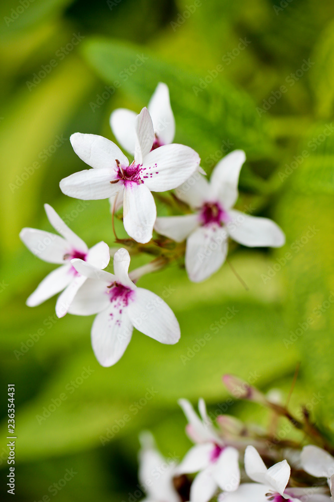 Obraz premium Blumen