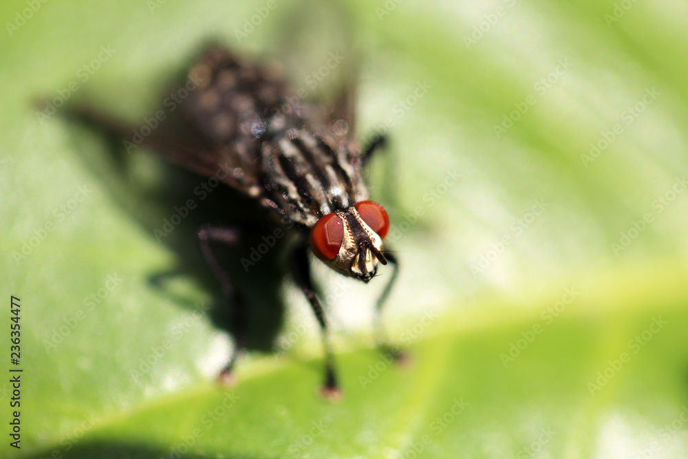 Naklejka premium Fliege