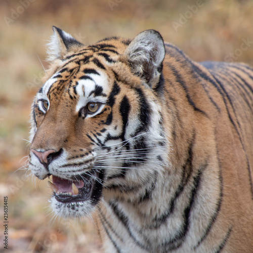 Siberian Tiger in the Fall