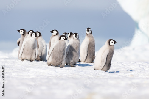 Emperor Penguins chiks