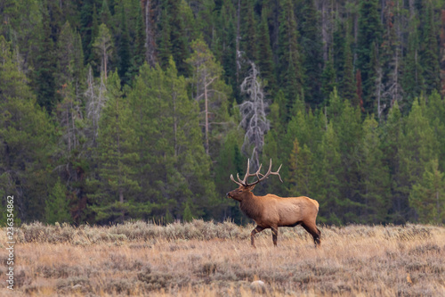 Bull Elk in the Fall Rut in Wyoming
