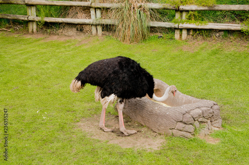 Ostrich lowering down to eat