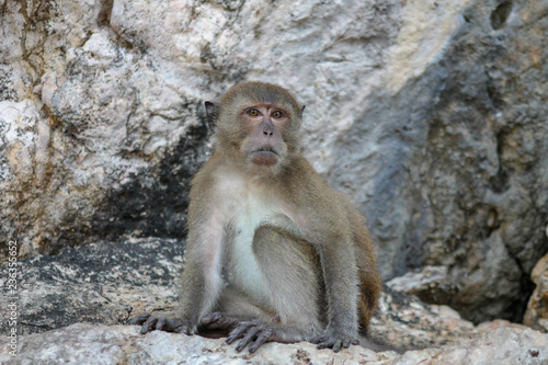 Cute Monkey relaxing on a rock