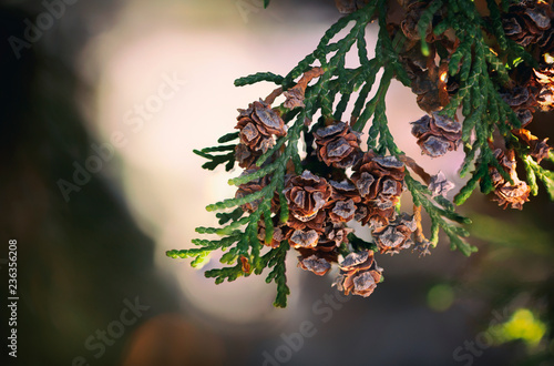 Thuja occidentalis cone close up green backround