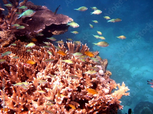 Poissons et Corail, Grande Barrière de Corail, Queensland, Australie