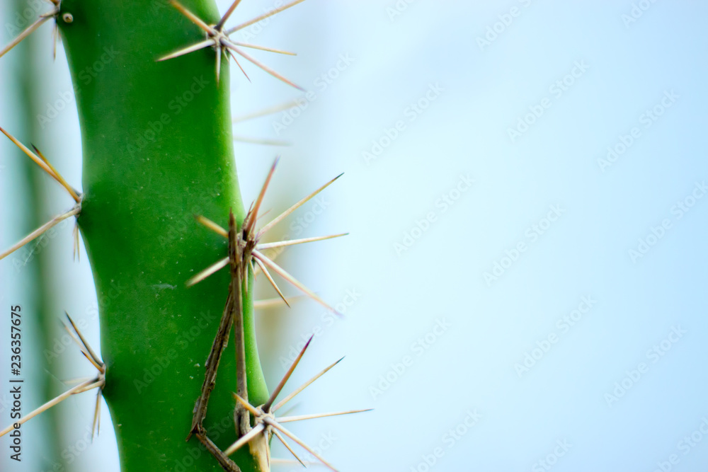 Macro needles of cactus on a blue background. Macro needles of cactus on a blue background.