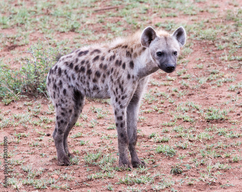 Hyena spotted on wildlife