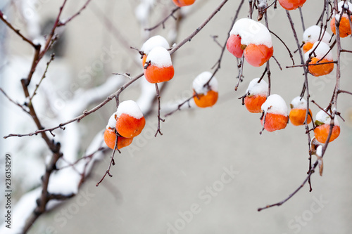 Persimmon fruits under the snow.