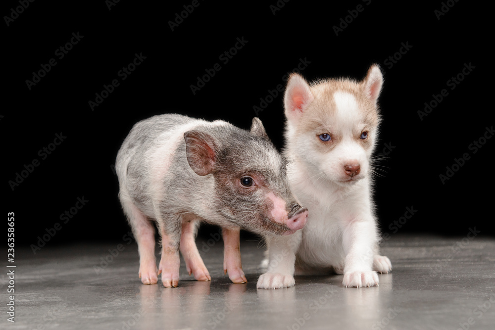 pink pig and husky puppy standing next to the floor in the Studio on a black background