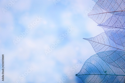 group of skeleton leaves on blured background, close up